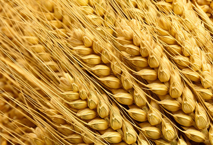 Grains and Seeds